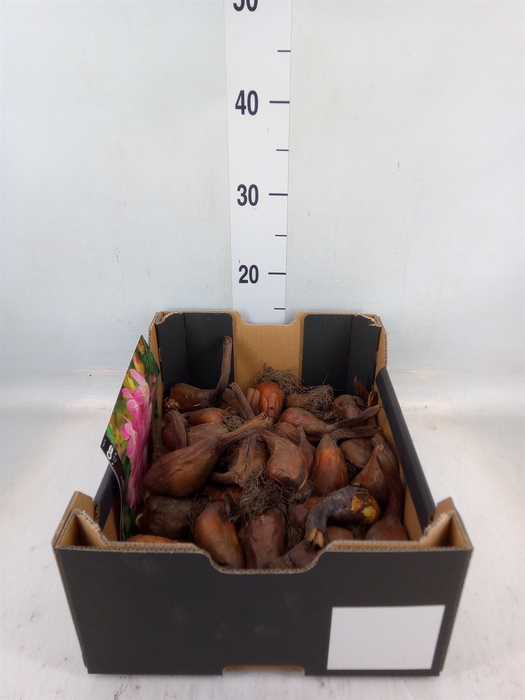 <h4>Flowerbulbs, corns or tubers   ...</h4>