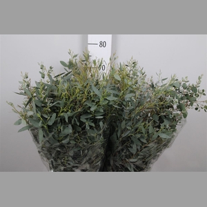 Euca Gunnii Per Bunch Extra