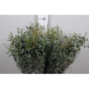 Euca Gunnii Per Bunch Extra