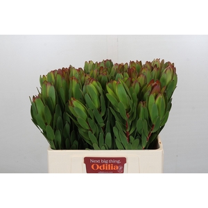 Leucadendron Goldstrike