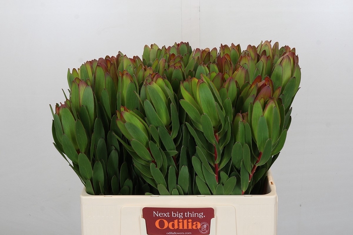 <h4>Leucadendron Goldstrike</h4>