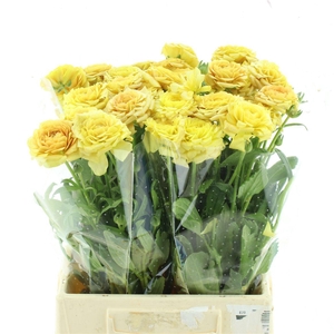 Ran Nat Moderna Miele