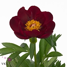 Paeonia Illini Warrior