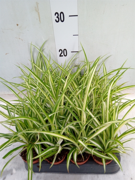 <h4>Chlorophytum  'Atlantic'</h4>