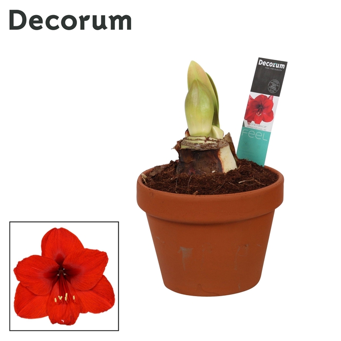 <h4>Amaryllis Royal Red 2 Knop Terracotta Steen OP (Decorum)</h4>