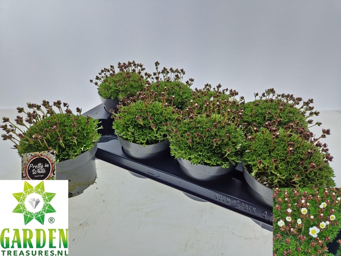 <h4>SAXIF ARENDSII</h4>