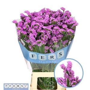 Lim S Fantasia Wings