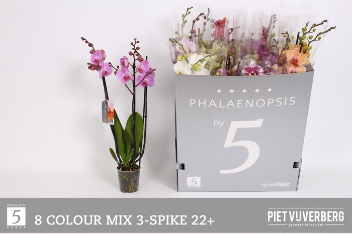 <h4>PHAL GEM 8 KL</h4>