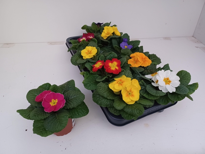 <h4>PRIM AC GEM</h4>