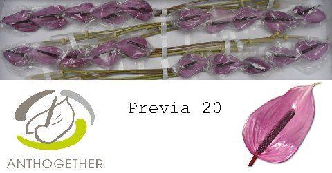<h4>Anthurium Previa</h4>