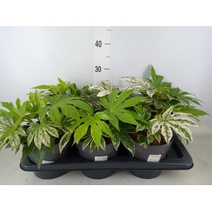Fatsia japonica 'Variegata'