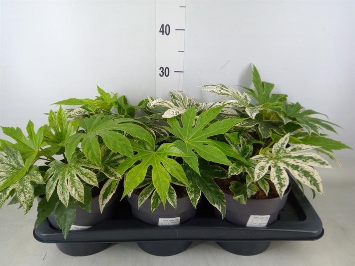 <h4>Fatsia japonica 'Variegata'</h4>