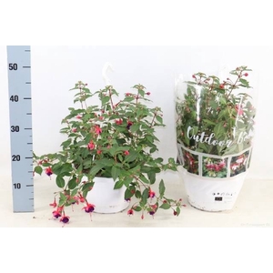 FUCHSIA OV