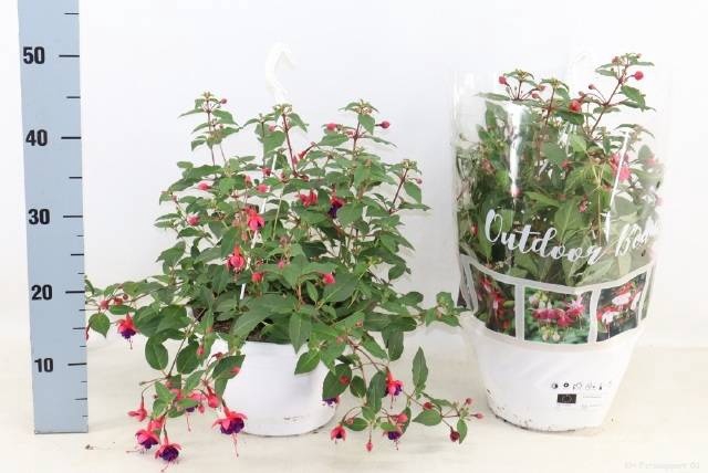 <h4>FUCHSIA OV</h4>