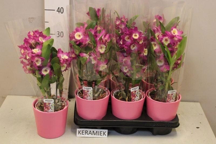 <h4>ARR KAMERPL BLOEI</h4>