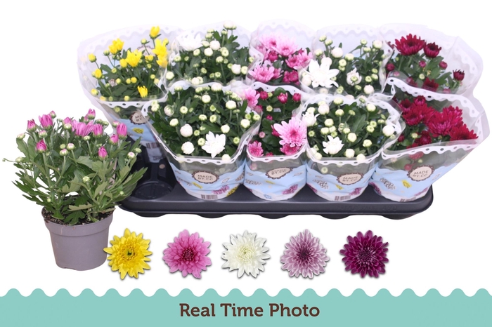 <h4>CHRYS GEVULDBL GEM</h4>