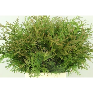 Conifeer Thuja Spiralis Bs