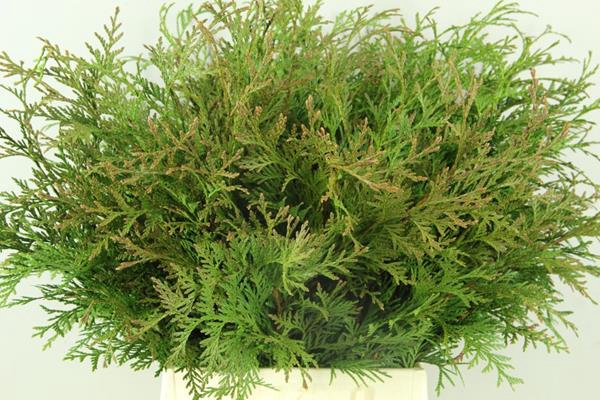 <h4>Conifeer Thuja Spiralis Bs</h4>