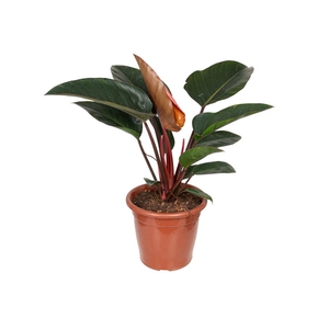 PHILODENDRON ROJO CONGO P30