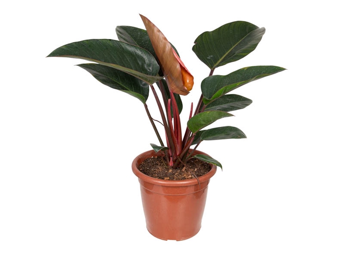 <h4>PHILODENDRON ROJO CONGO P30</h4>