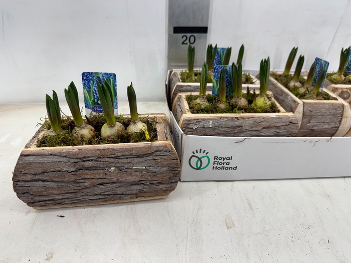 <h4>ARR BOL KNOLGEWAS</h4>