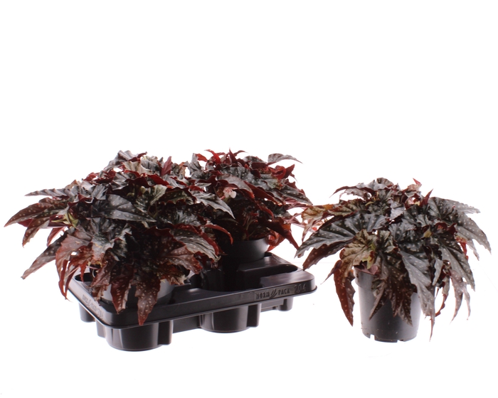 <h4>BEG MA BLACK FOREST</h4>