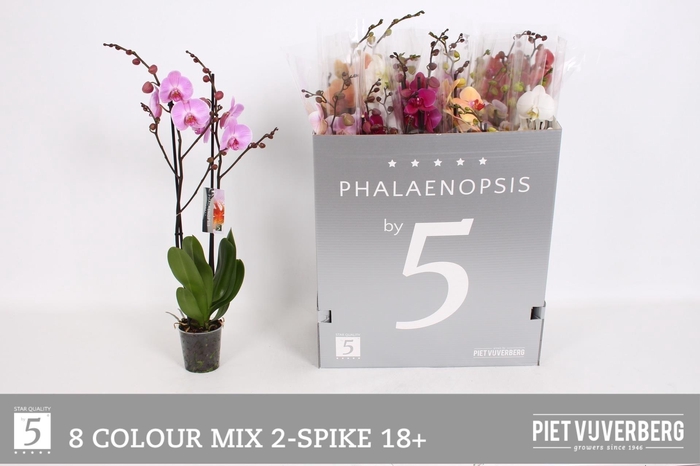 <h4>PHAL GEM 8 KL</h4>