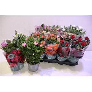 arr8 Ro Kordana Gem 5 Srt