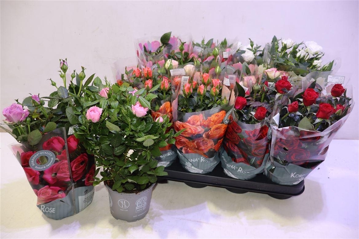 <h4>arr8 Ro Kordana Gem 5 Srt</h4>