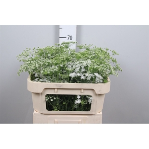 Ammi Majus