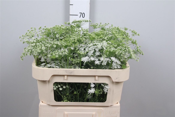 <h4>Ammi Majus</h4>