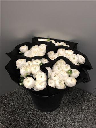 <h4>Ran Suc Niveo Sup</h4>