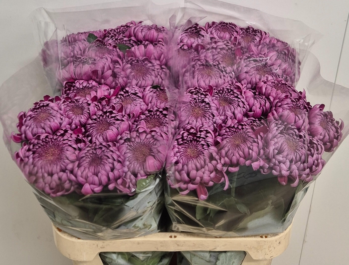 <h4>CHR G GILB L PURPLE</h4>