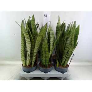 Sansevieria zeylanica