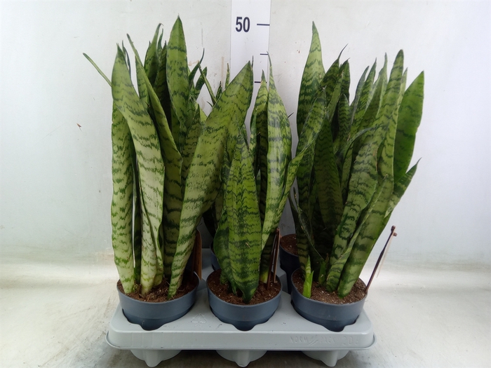 <h4>Sansevieria zeylanica</h4>