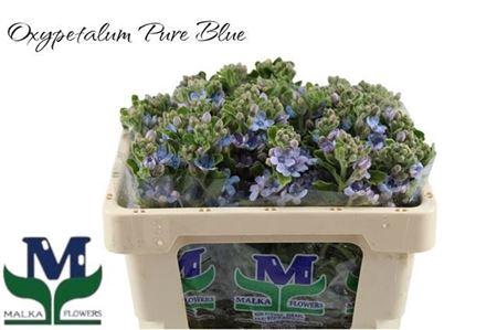 Oxypetal Tan Pur Blu