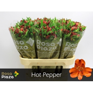 ALSTR HOT PEPPER