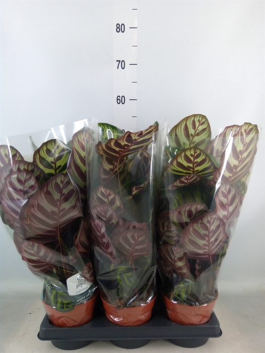 <h4>Calathea makoyana</h4>