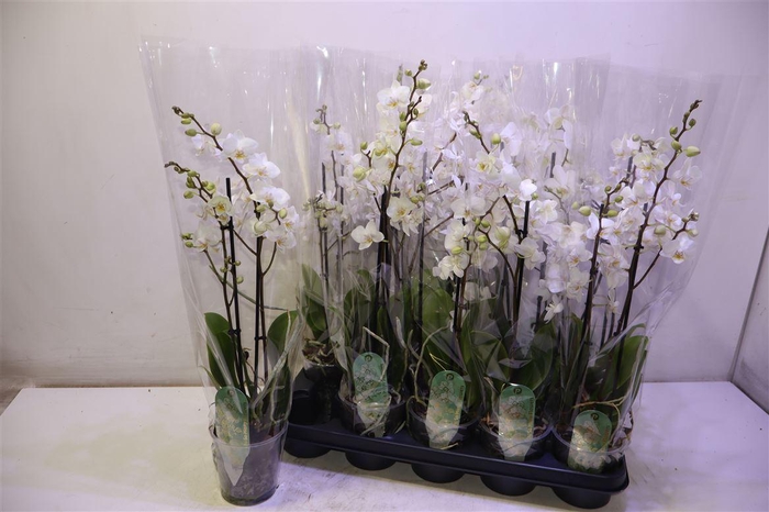 <h4>Phal Mf Ov Wit</h4>