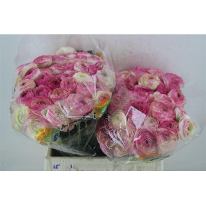 Ran Cloni 1 Felicidade