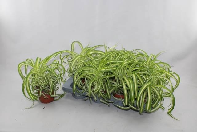 <h4>CHLOR COM BONNIE</h4>