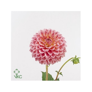 Dahlia Linda's Baby