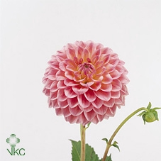 <h4>Dahlia Linda's Baby</h4>