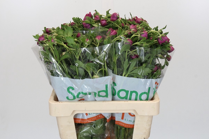 <h4>Ranunculus Magical Raspberry</h4>