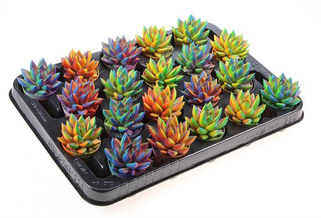 <h4>ECHEVERIA CHAMELEON P5.5</h4>