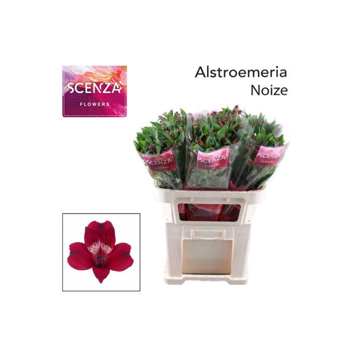 <h4>ALSTR NOIZE</h4>