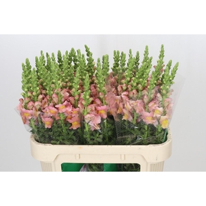 Antirrhinum majus Toulon Apricot
