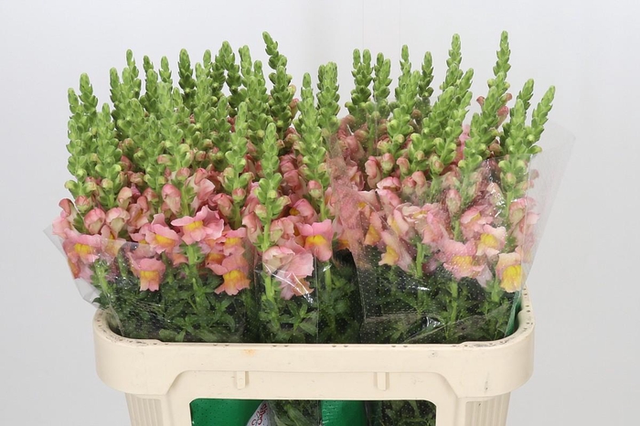 <h4>Antirrhinum majus Toulon Apricot</h4>
