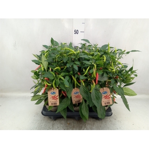 Capsicum annuum   ...peper