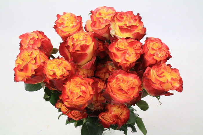 <h4>Rosa Ec Garden Sunset X-Pression</h4>